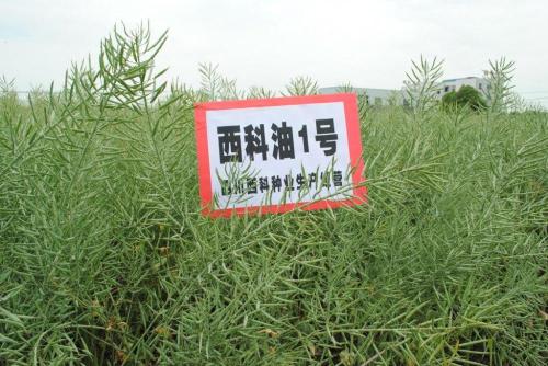 High-quality Rapeseed Natural Rape seed