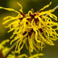 Chinese Witchhazel extract contains 0.5% tannic acid