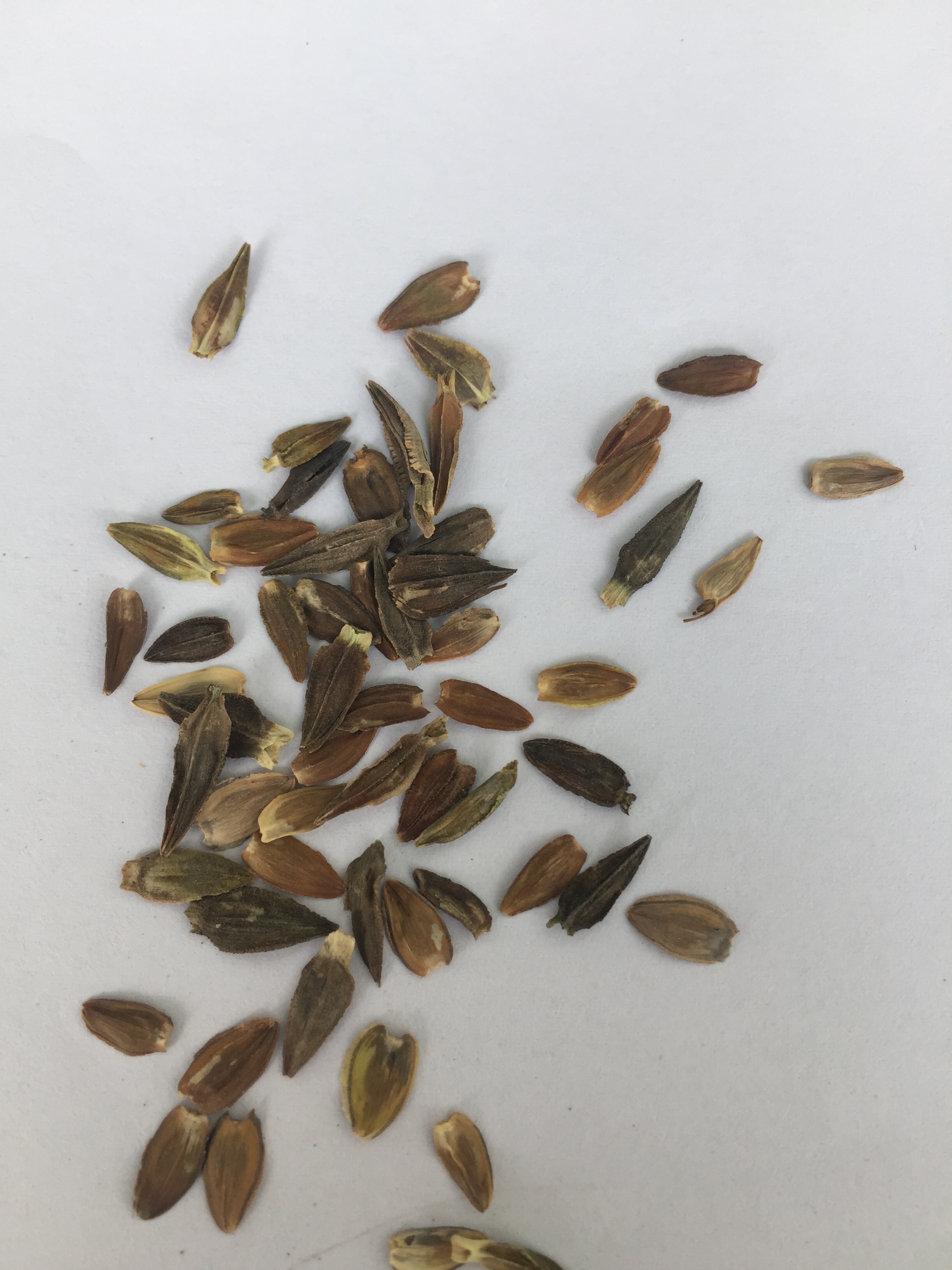 Flower Seed Germination Temperatures, High Quality Flower Seed