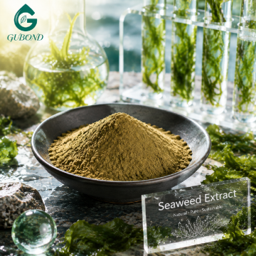 Regulador natural del crecimiento vegetal en polvo de extracto de algas marinas