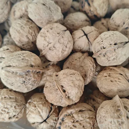 Washed Organic Walnut Fruit
