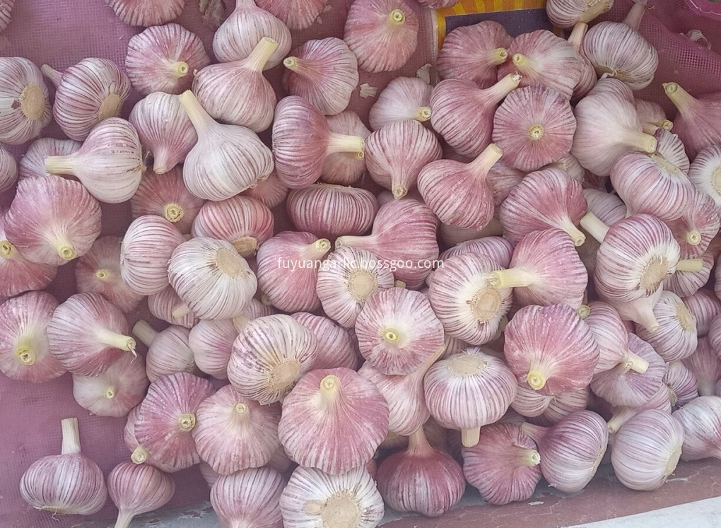 garlic