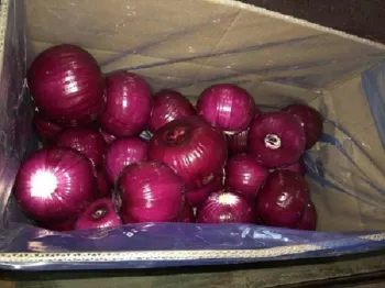 Fresh Peeled Onion with good quality