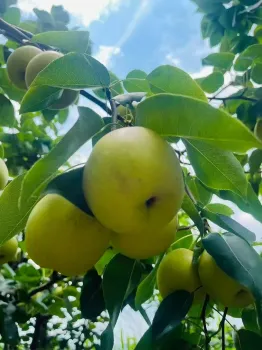 Plateau Fresh Pears Sweet Crisp CGKM Delight