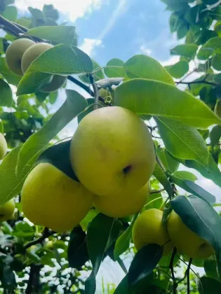 Origin Direct Export Fresh Pears lj