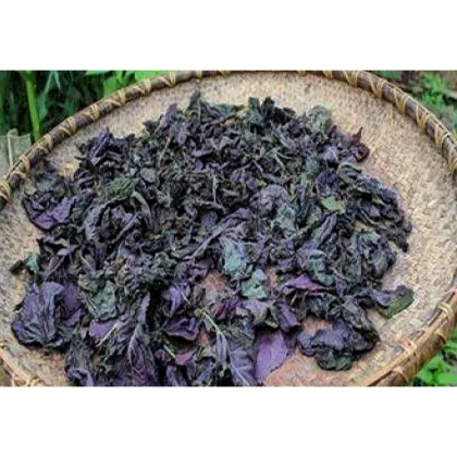 Perilla frutescens Extract