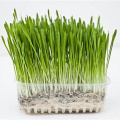 Direct Supply Barley Grass Straight Powder