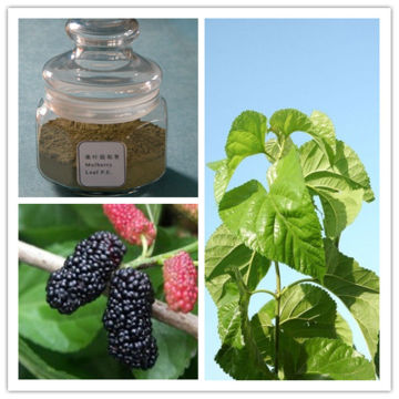 Mulberry leaf Extract 1-Deoxynojirimycin (1-DNJ)