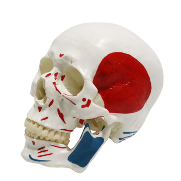 Life-Size Human Plastic Skull Model with Muscle Origins and Insertions for Medical Science Education