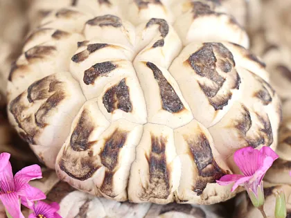 Whole Dried White Flower Shiitake Mushrooms