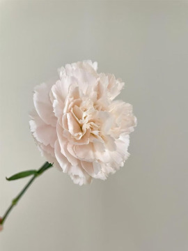 Streamer Pink single-headed Carnation