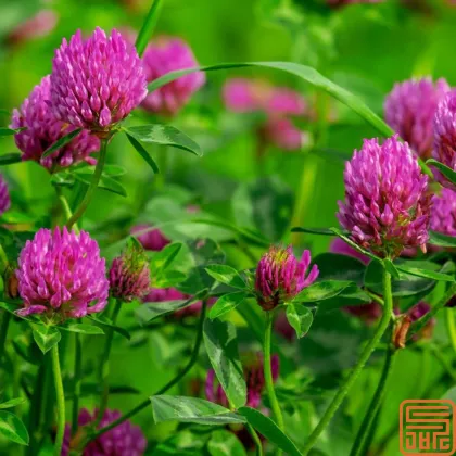 Red Clover Flower Extract