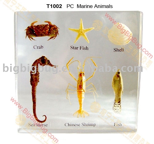 T1002-Marine Animals-http://bigbigbug.en.alibaba.com