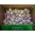 Normal White Garlic 2020 Hot Sale