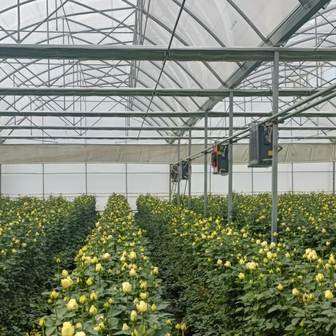 greenshouse_film for horticulture (1)