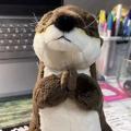 Close your eyes and pray a stuffed otter