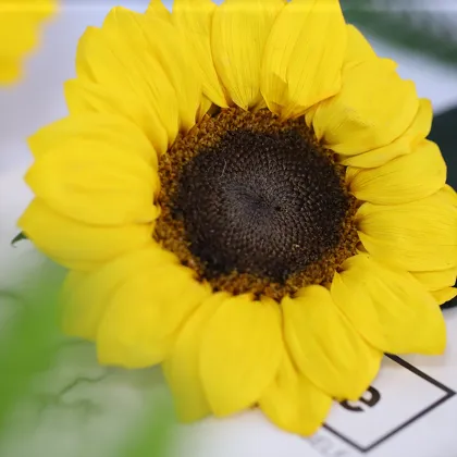 Yunnan Wholesale Preserved Sunflower Yellow: Flower Boxes and Heads
