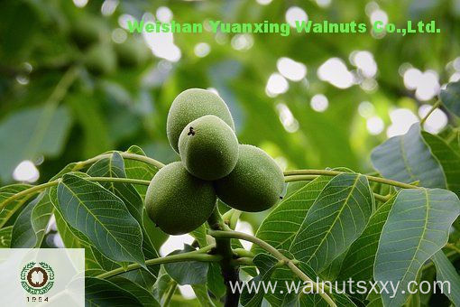 Walnut Kernels Light Quarters with high quality