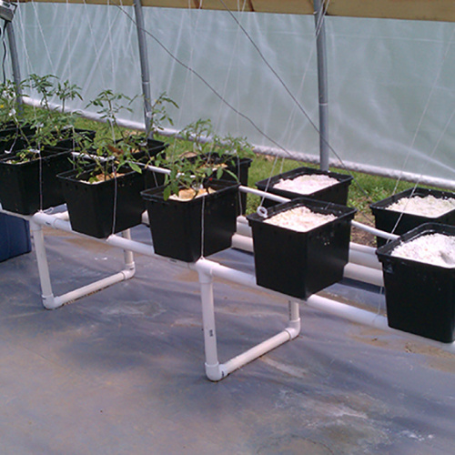 Sistema de riego de cubos holandeses para cultivo de tomates