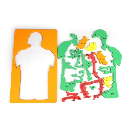 Small Production DIY Digestive System Jigsaw for Kindergarten Science Education