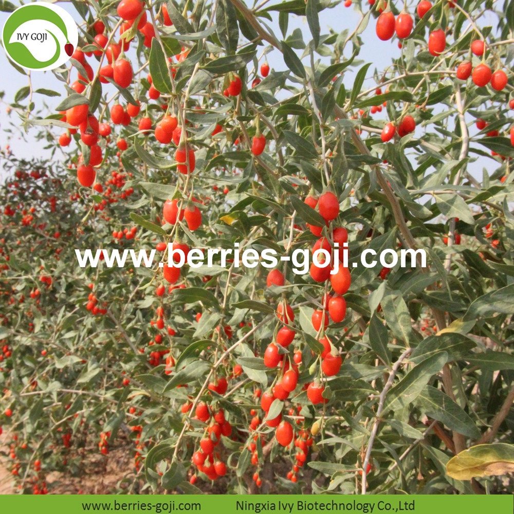 organic goji berry