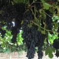 Azul preto Roxo Jade Tianzhu Uva