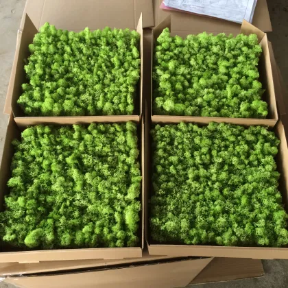 Real Iceland Moss Wholesale Moss Plate 30x30cm for Moss Art Panels