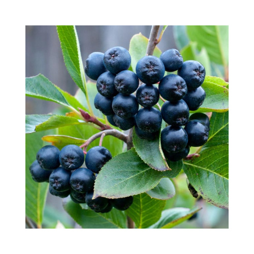 Natural Black Chokeberry Extract Powder With Anthoc Yanidins