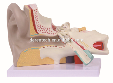 Plastic human ear model(right)