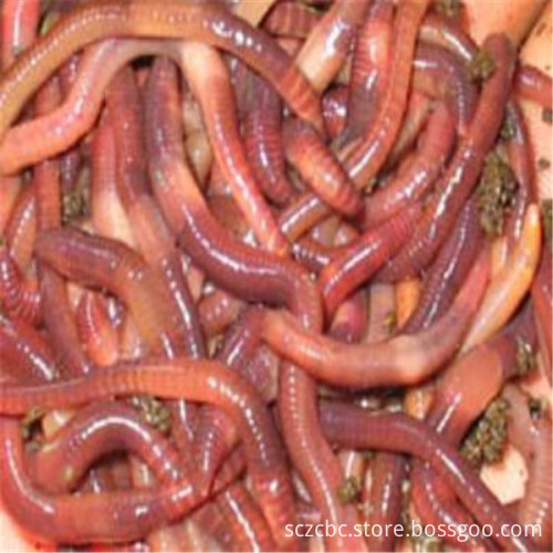 Natural Earthworm Geosaurus rainworm Pheretima dried body