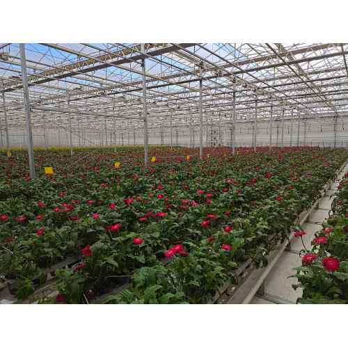 Flower Cultivation Glass Greenhouse