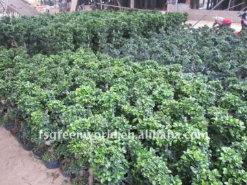 Ficus microcarpa S shape small size