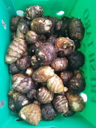 Fresh big taro in 9kg plastic box