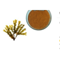 selling kelp extract 10% fucoxanthin