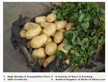China Sweet Holland Potatoes