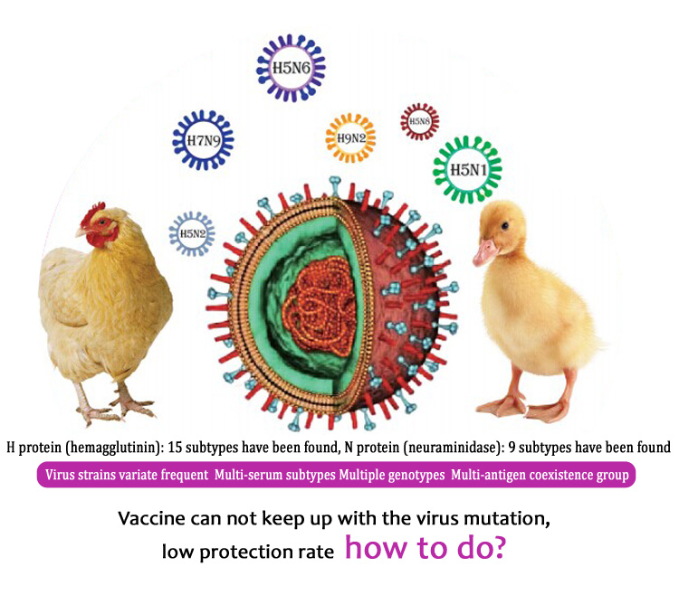 Avian Influenza 