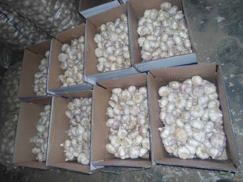 Kualitas Terbaik dari Bawang Putih Putih Segar