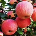 NingXia New Big Size Organic Red Fuji Apples