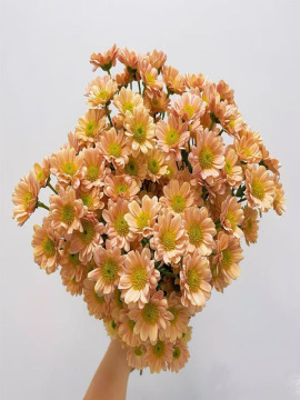 Champagne Spray Chrysanthemum morifolium
