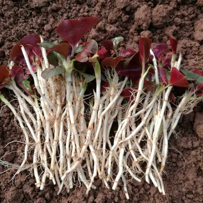 Houttuynia Cordata Extract powder