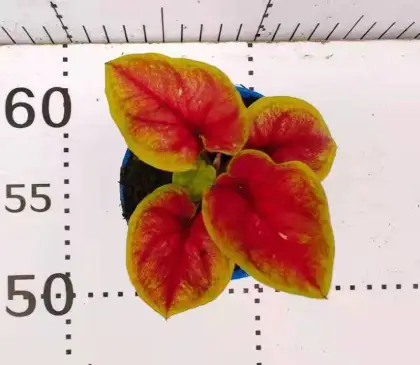 caladium hongyu living plants