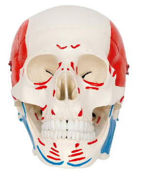 Skull bone color with the beginning and ending points