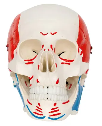 Skull bone color with the beginning and ending points