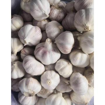 2021 New Crop Normal White Garlic