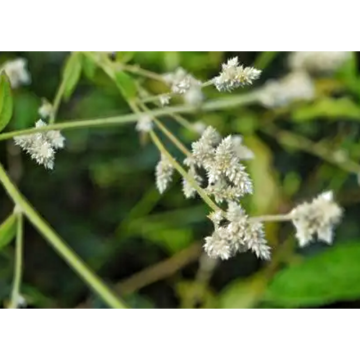 Natural Green Purslane Extract Pure Portulaca Oleracea Extract for Cosmetics Health Care