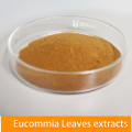 أوراق eucommia ulmoides مستخلص