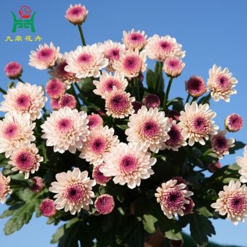 Matisse Multi-Color Spray Mums Flowers