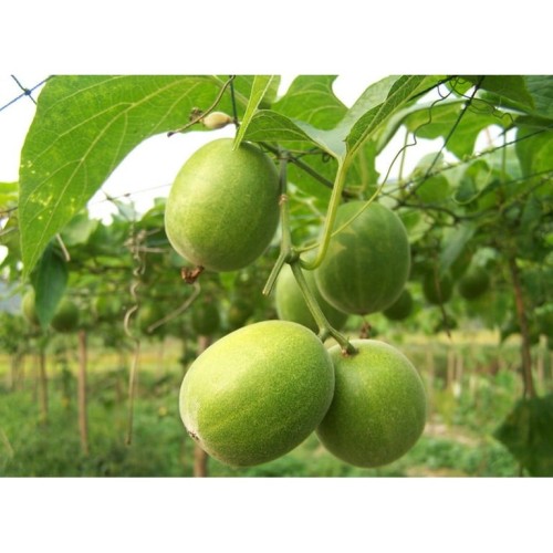 Monk Fruit Extract Powder/Mogroside V/Luo Han Guo Extract