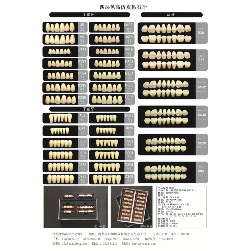 Synthetic Resin Teeth CE Two Layers Synthetic Polymer Teeth Manufactory