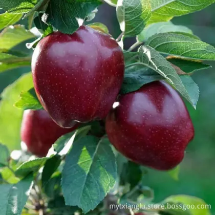 tianshui huaniu apples gansu huaniu apples red ap